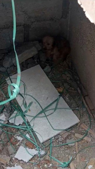 Havuz Makine Dairesi İnşaatına Düşen Köpeği İnşaat Çalışanları Kurtardı