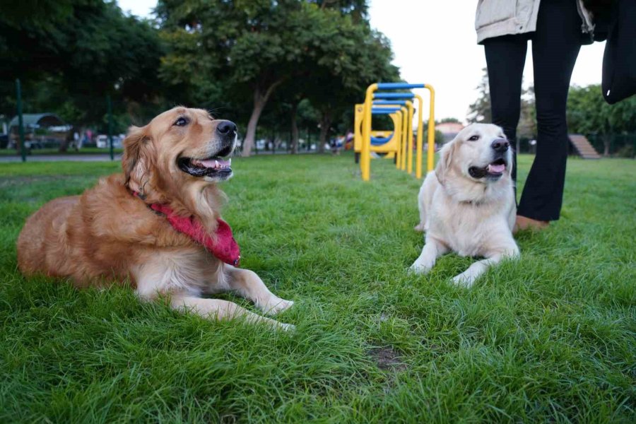 Geri Dönüşüm Malzemelerinden Pati Park