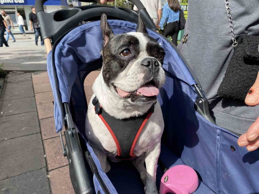 17 Kilo Ağırlığına Ulaşan Köpeğini Gezdirme Adeta Bir Bebek Gibi Dolaştırıyor