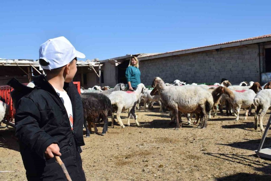 Üniversiteli Anne Hem Koyunlarına Hem De Kendi Kuzusuna Bakıyor