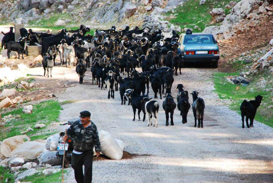 Antalya’da Yörüklerin Yayladan Dönüşü Başladı