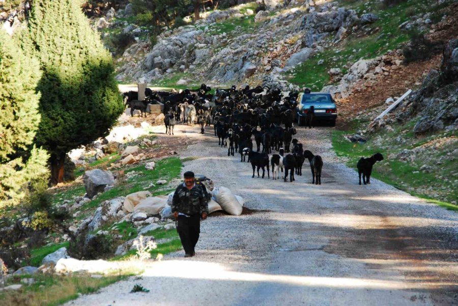 Antalya’da Yörüklerin Yayladan Dönüşü Başladı