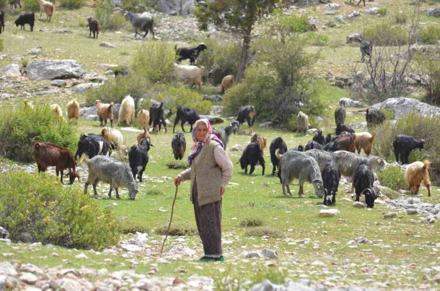 Antalya’da Yörüklerin Yayladan Dönüşü Başladı