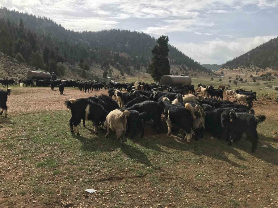 Antalya’da Yörüklerin Yayladan Dönüşü Başladı