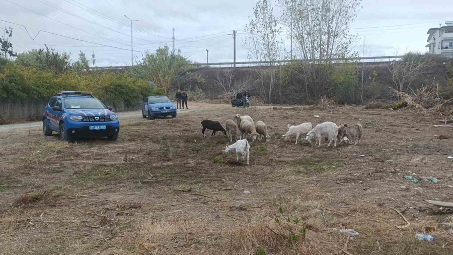 Sazlık Alandaki Yangına Hortum Ve Bidonlarla Müdahale Ettiler