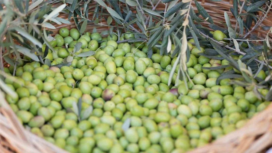 Tarsus’ta ’1. Sarıulak Zeytin Şenliği’ Yapıldı