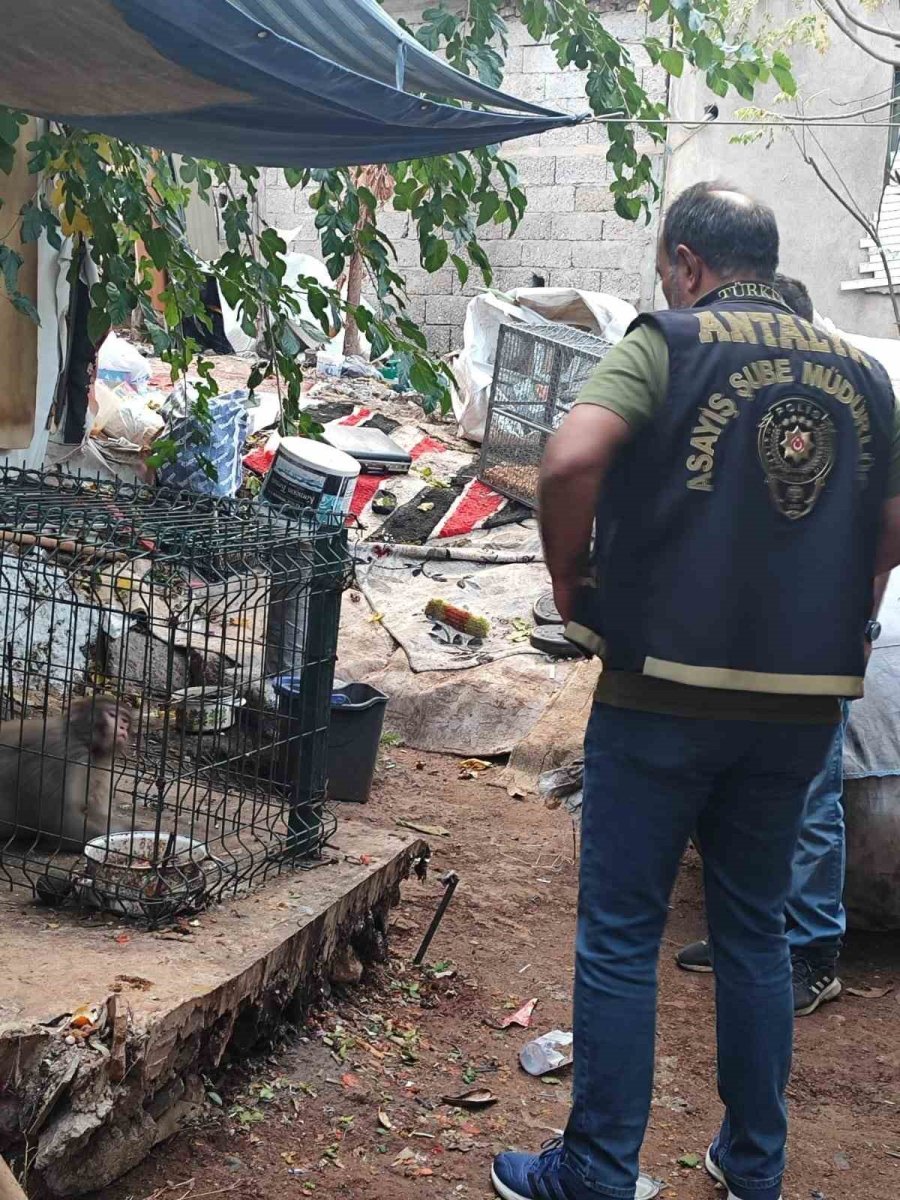 Antalya’da İzinsiz Rhesus Maymununu Besleyen Şahsa 8 Bin 322 Lira Para Cezası Uygulandı