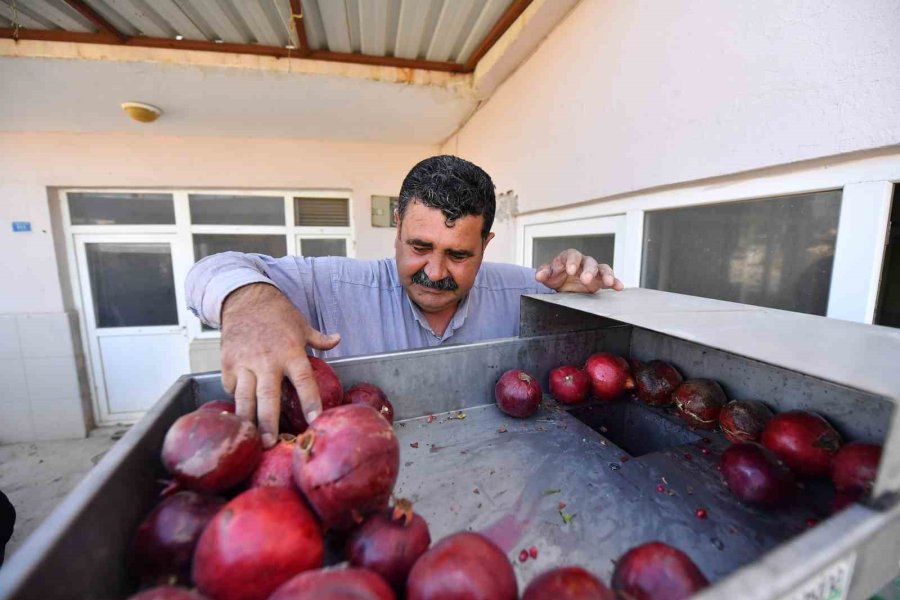 Büyükşehir Belediyesinden Üreticiye ’nar Taneleme Makinesi’ Desteği