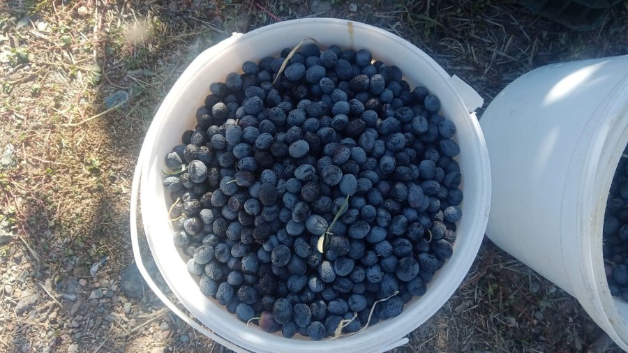 Eskişehir’de Çiftçiler Dönümden 2 Ton Zeytin Aldı, Yüzleri Güldü