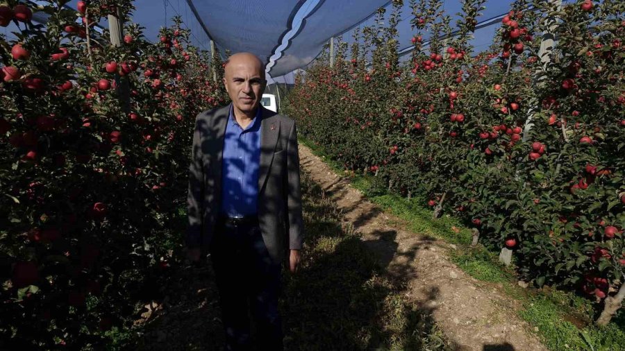 Türkiye’nin Elma Deposunda Son Hasat Yapılıyor