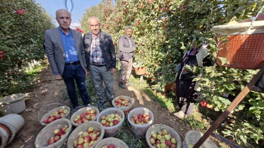 Türkiye’nin Elma Deposunda Son Hasat Yapılıyor