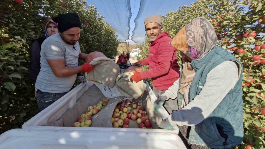 Türkiye’nin Elma Deposunda Son Hasat Yapılıyor