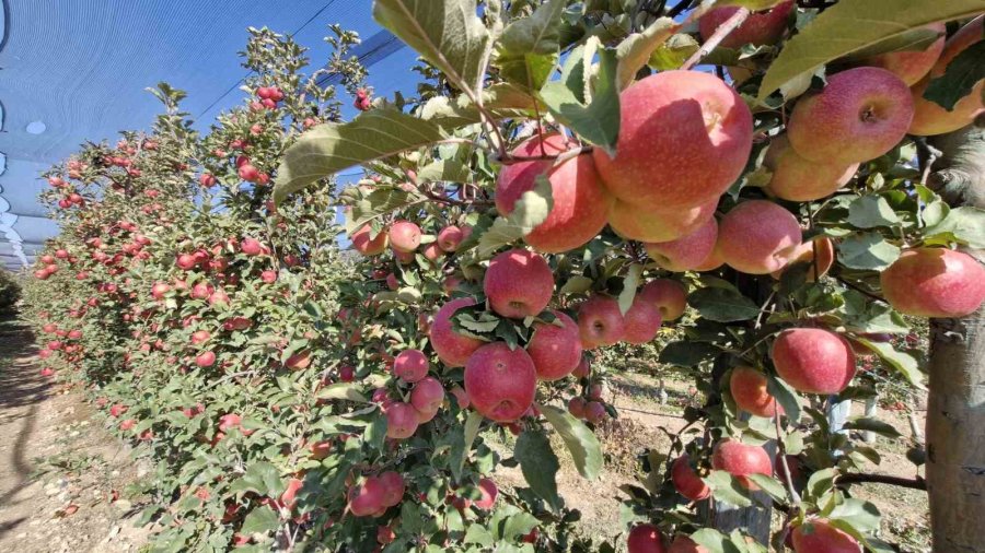 Türkiye’nin Elma Deposunda Son Hasat Yapılıyor