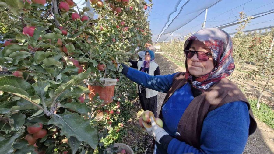 Türkiye’nin Elma Deposunda Son Hasat Yapılıyor