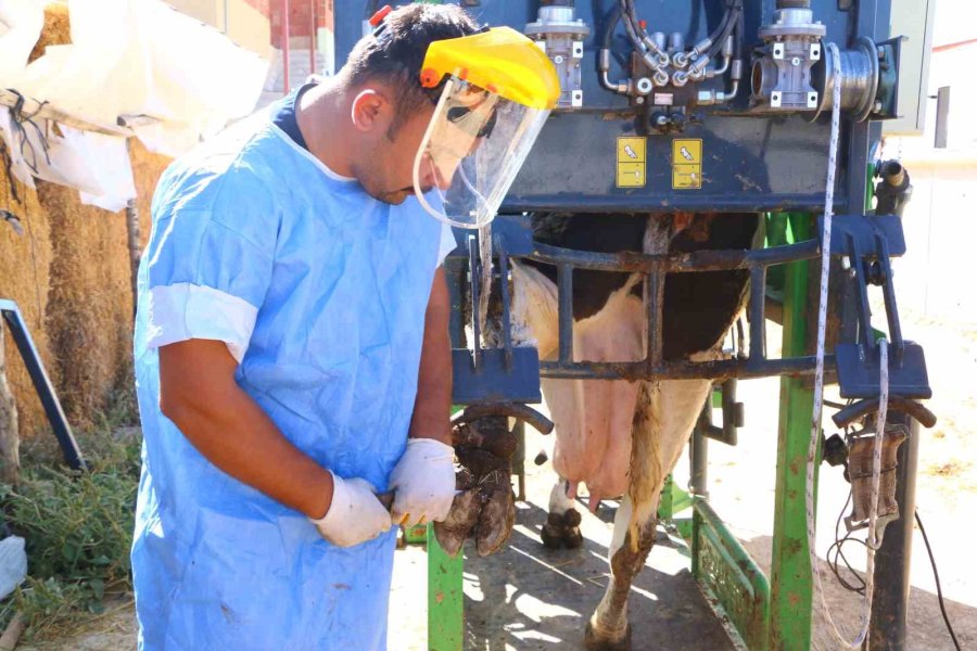 Büyükbaş Hayvanların Tırnak Bakımı Büyükşehir’den