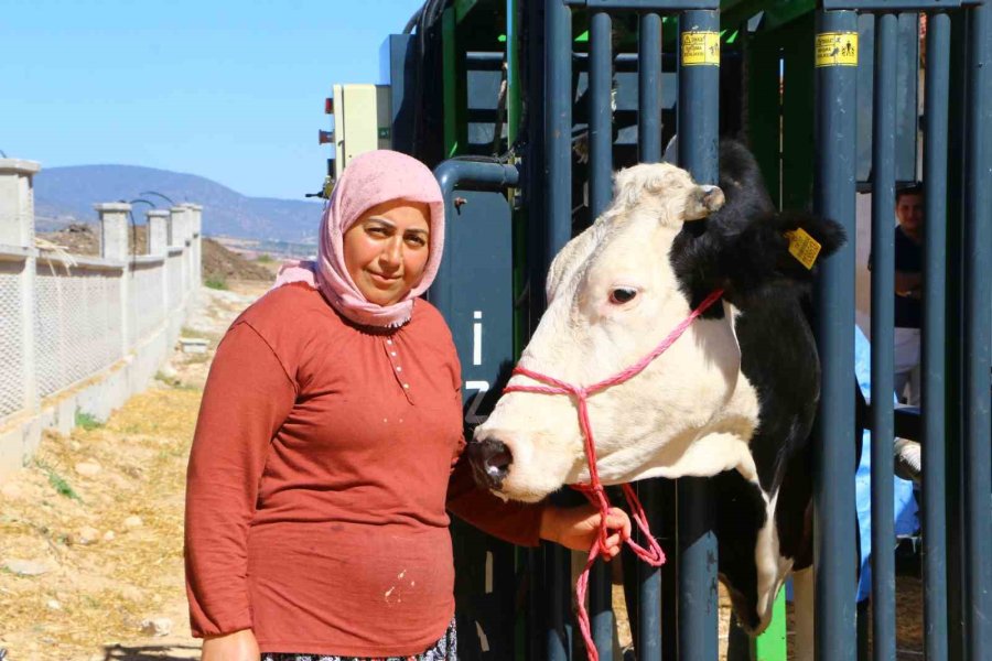 Büyükbaş Hayvanların Tırnak Bakımı Büyükşehir’den