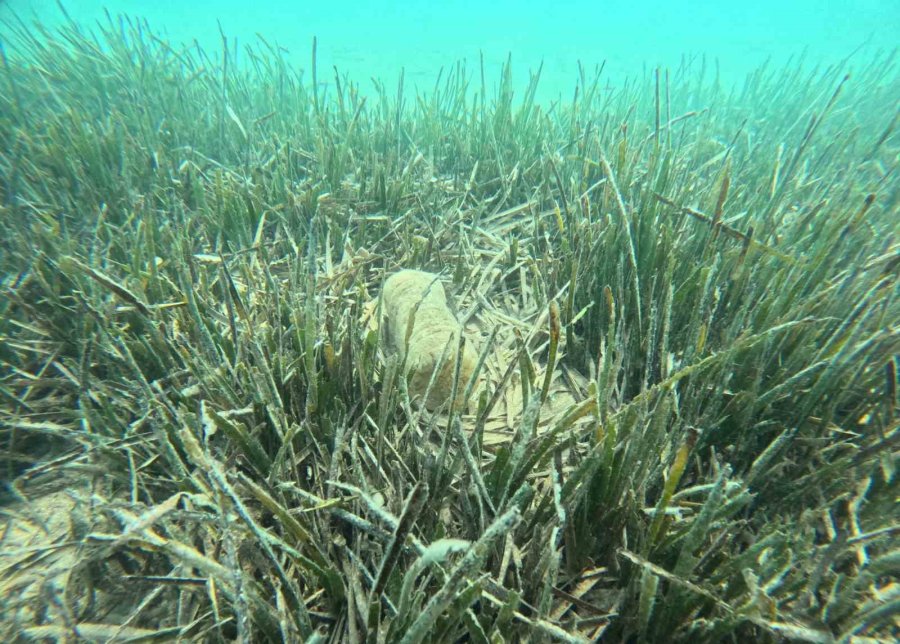 Doğu Akdeniz’de Deniz Çayırlarının Son Kalesi: Aydıncık