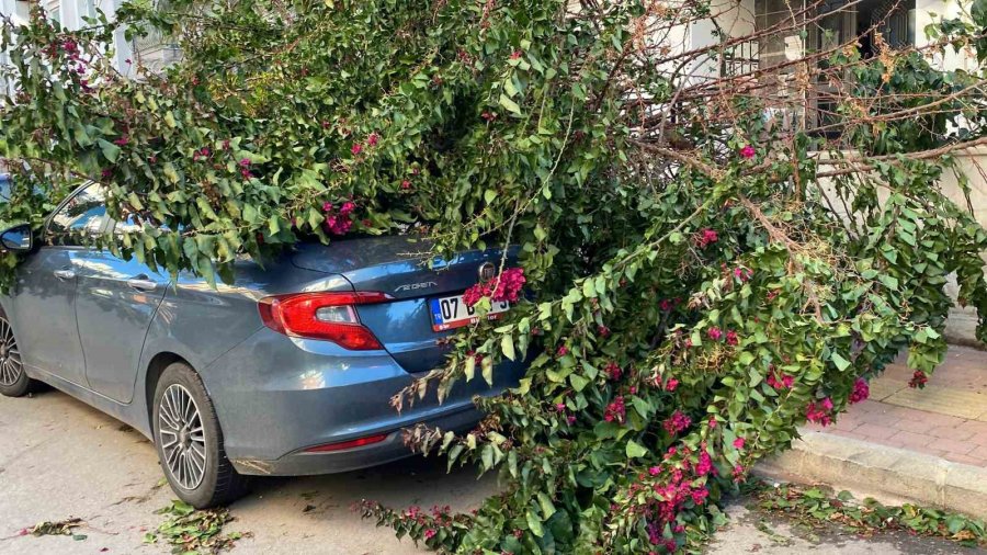 Antalya’da Fırtınaya Dayanamayan Ağaç Park Halindeki Aracın Üzerine Devrildi