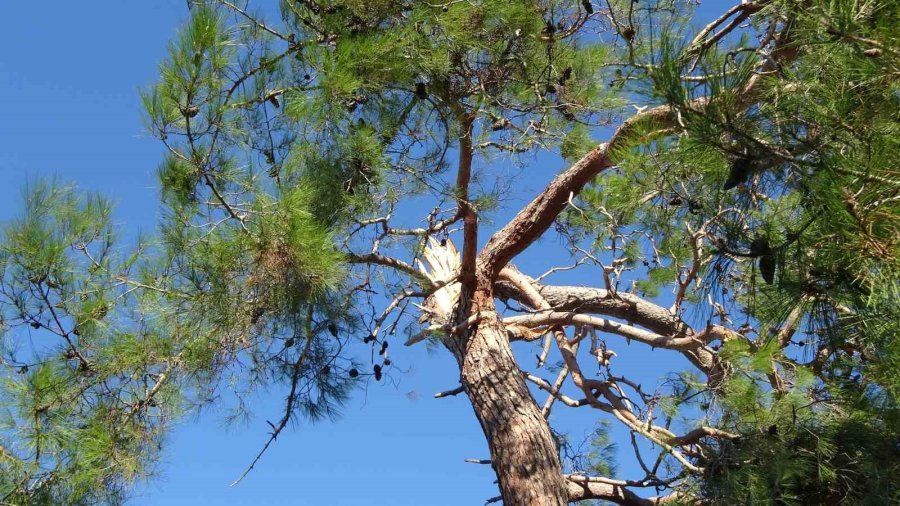 Alanya’da Sağanak Ve Fırtına Sebze İle Meyveleri Vurdu