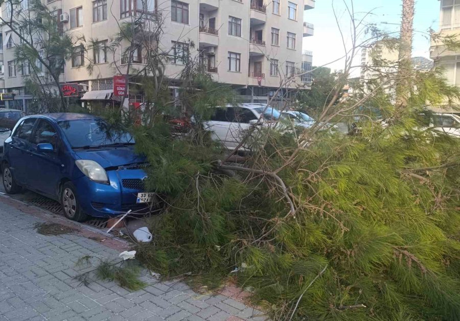 Mersin’de Fırtına Ağaçlar Devrildi, Araçlar Zarar Gördü Camlar Kırıldı