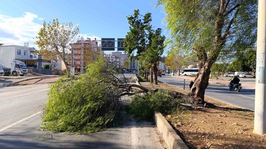 Mersin’de Fırtına Ağaçlar Devrildi, Araçlar Zarar Gördü Camlar Kırıldı