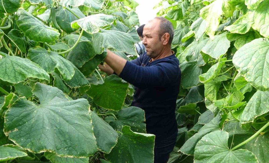 Salatalık Üreticisinin Yüzünü Güldürdü