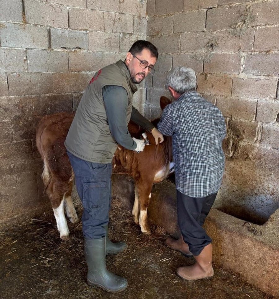 Gazipaşa’da Hayvan Sağlığı İçin Aşılama Seferberliği