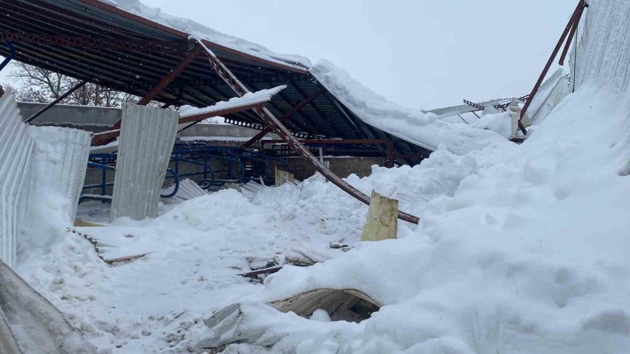 Kayseri’de Karın Ağırlığına Dayanamayan Ahırın Çatısı Çöktü: 17 Hayvan Telef Oldu