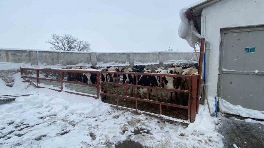 Kayseri’de Karın Ağırlığına Dayanamayan Ahırın Çatısı Çöktü: 17 Hayvan Telef Oldu