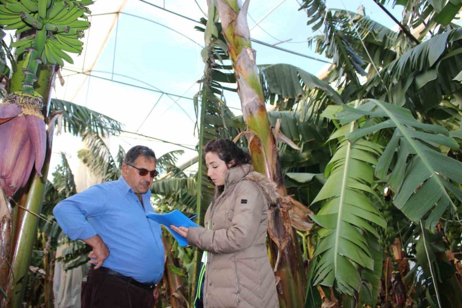 Fırtına Ve Hortum Sonrası Antalya’da Hasar Tespiti Sürüyor