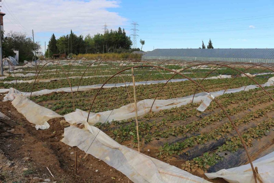 Fırtına Ve Hortum Sonrası Antalya’da Hasar Tespiti Sürüyor