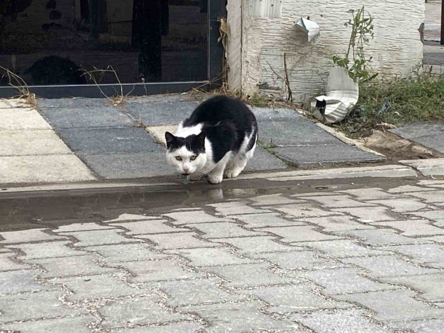 Soğuk Havalarda Can Dostlarını Unutmadılar