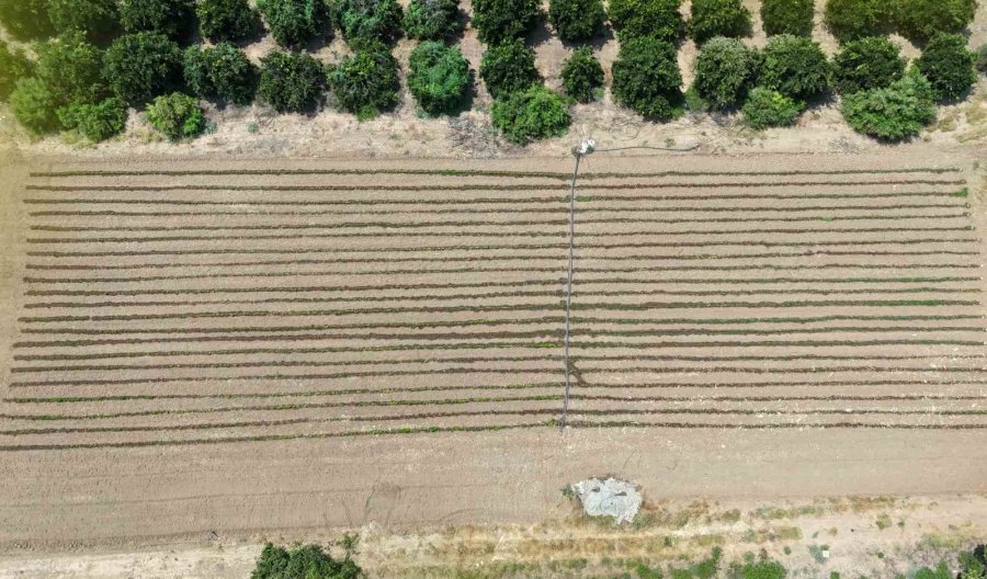 Tarımda Zararlılarla Mücadele Ve Verimlilik İçin Milli Yazılım: Dronla Görüntü Alınıyor, Yazılım Tespit Ediyor