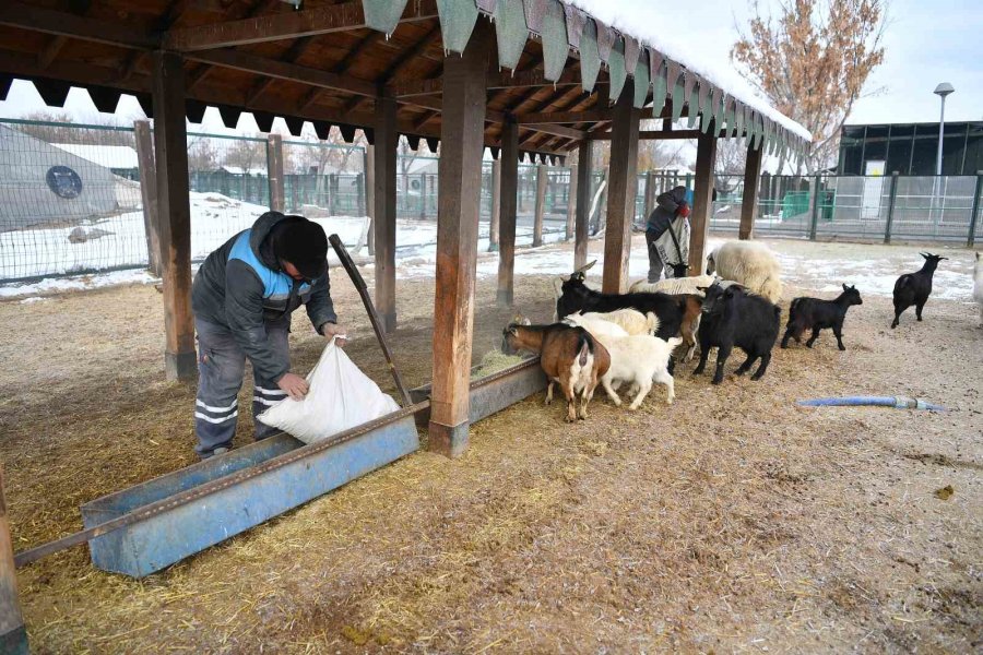 Hayvanat Bahçesi Misafirlerine Kış Desteği