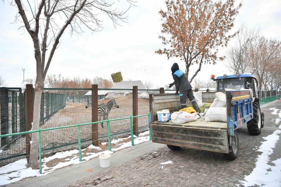 Hayvanat Bahçesi Misafirlerine Kış Desteği