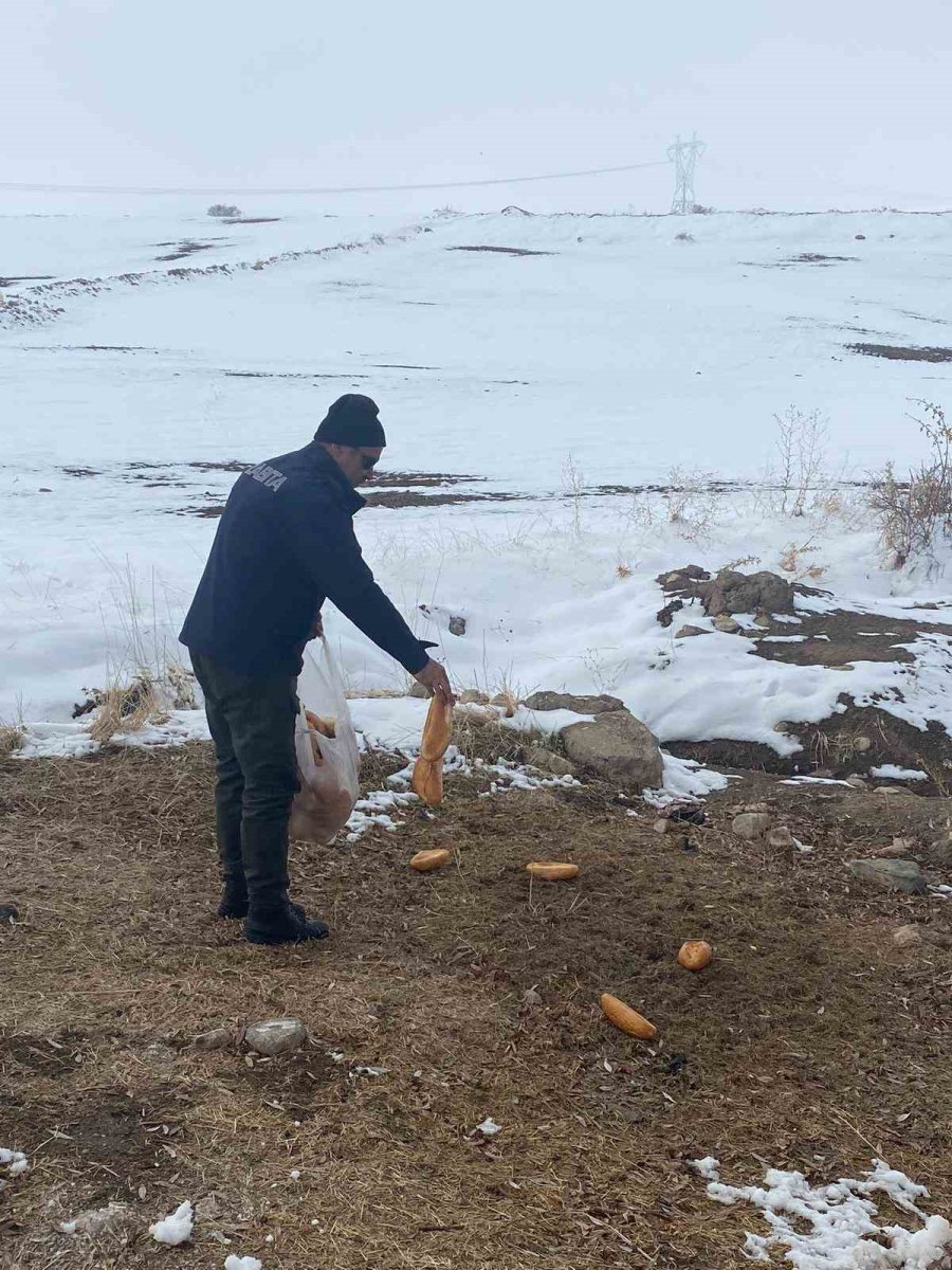 Bünyan Belediyesi’nden Sokaktaki Hayvanlarına Yardım Eli