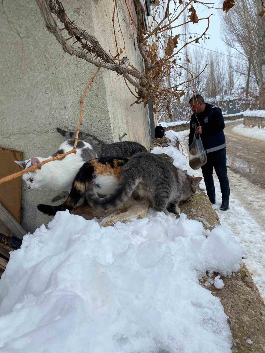 Bünyan Belediyesi’nden Sokaktaki Hayvanlarına Yardım Eli