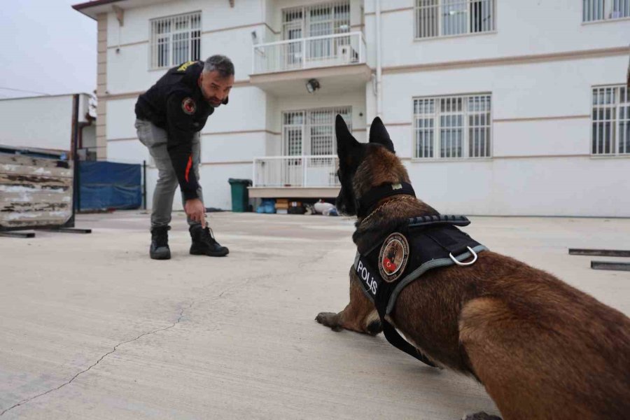 Zehir Tacirlerinin Korkulu Rüyası ’hassas Burunlar’