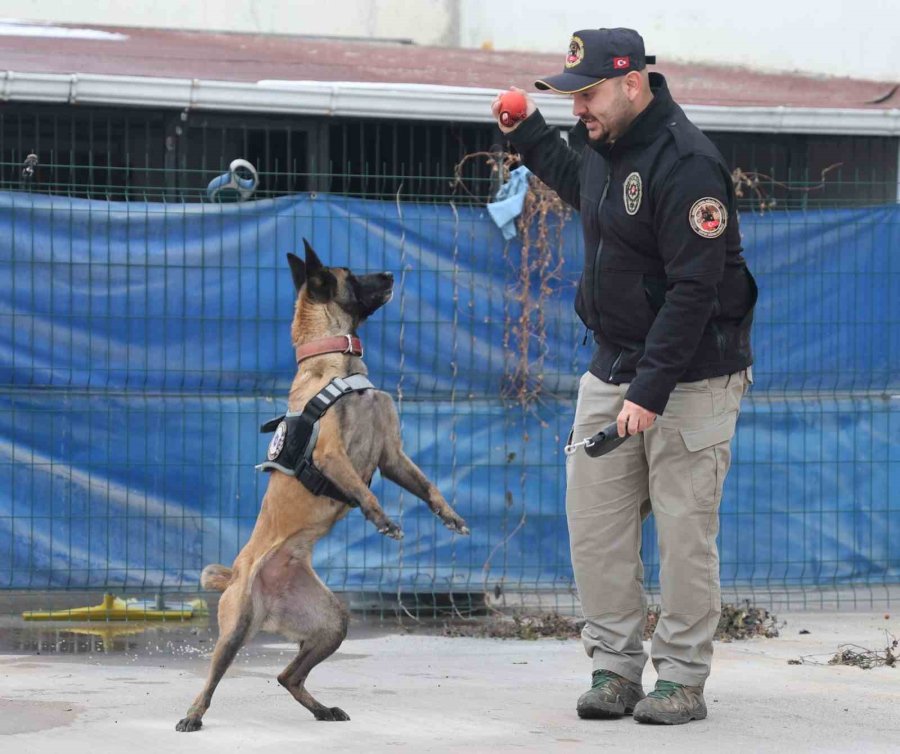 Zehir Tacirlerinin Korkulu Rüyası ’hassas Burunlar’