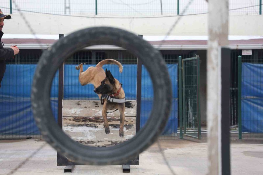 Zehir Tacirlerinin Korkulu Rüyası ’hassas Burunlar’