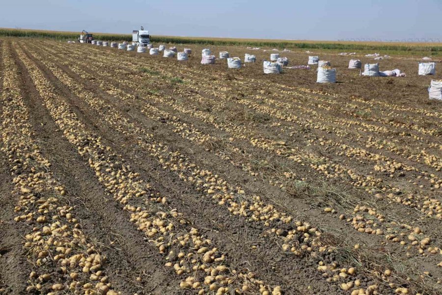 Konya Şeker’den Üreticilere Patates Bedeli Ödemesi