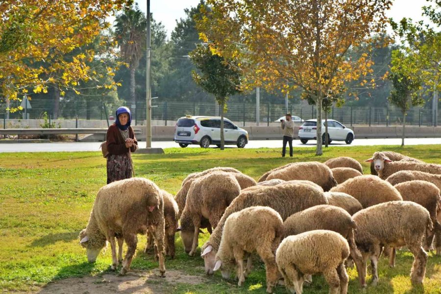 Geçimlerini 44 Yıldır Kent Merkezindeki Yeşil Alanlarda Koyunlarını Otlatarak Kazanıyorlar