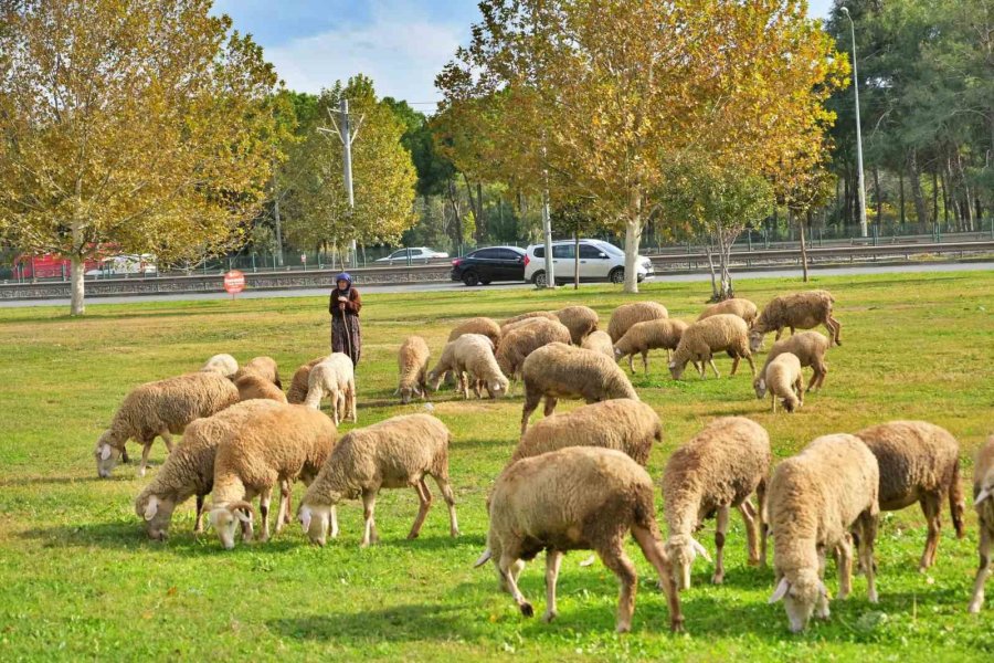 Geçimlerini 44 Yıldır Kent Merkezindeki Yeşil Alanlarda Koyunlarını Otlatarak Kazanıyorlar