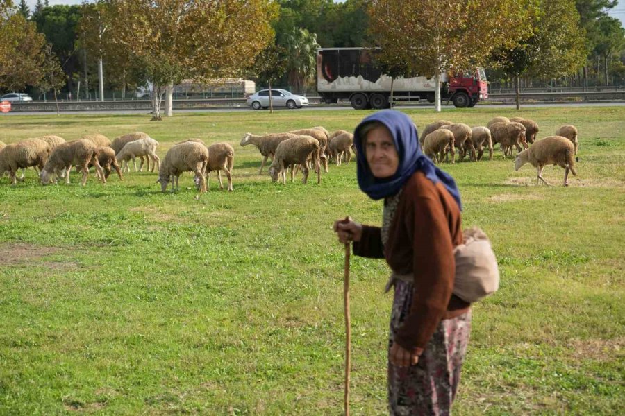 Geçimlerini 44 Yıldır Kent Merkezindeki Yeşil Alanlarda Koyunlarını Otlatarak Kazanıyorlar