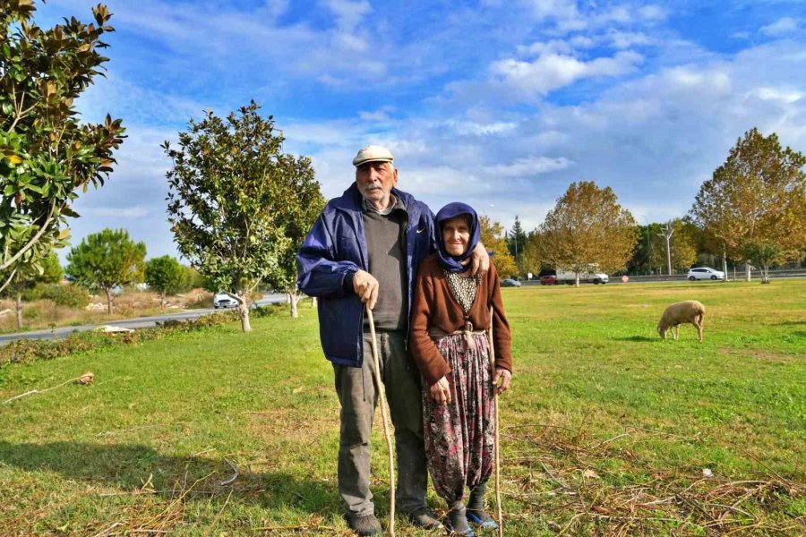 Geçimlerini 44 Yıldır Kent Merkezindeki Yeşil Alanlarda Koyunlarını Otlatarak Kazanıyorlar