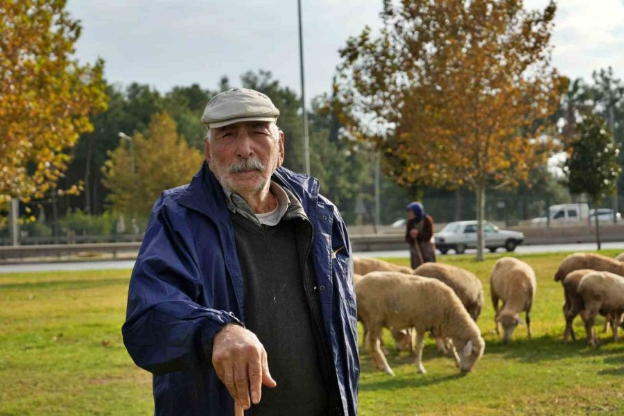 Geçimlerini 44 Yıldır Kent Merkezindeki Yeşil Alanlarda Koyunlarını Otlatarak Kazanıyorlar