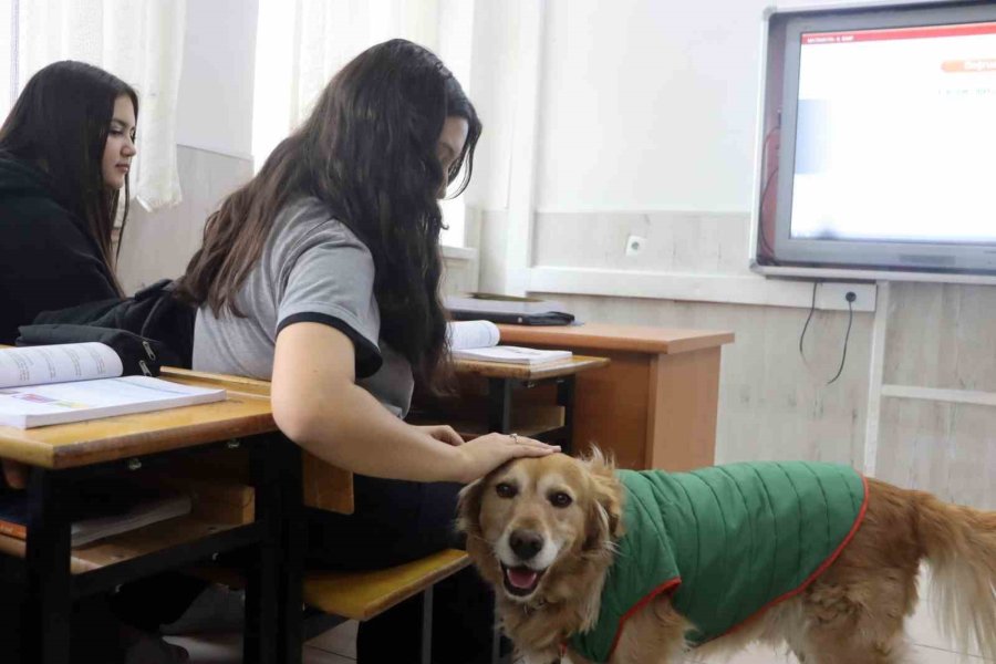 Öğrencilerin Peşine Takılan Fındık, Okulun Maskotu Oldu