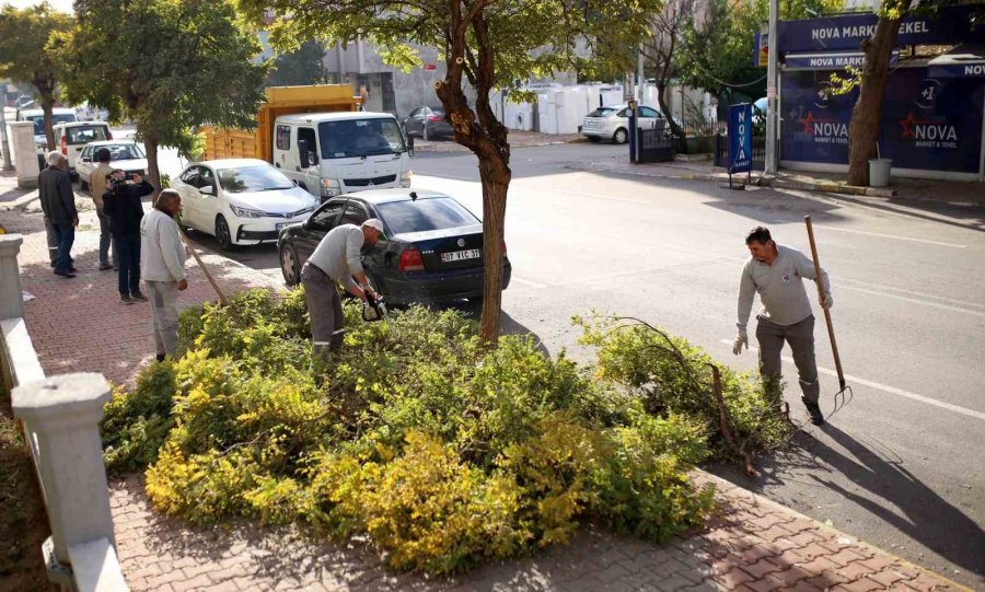 Kepez’de Ağaçları Kış Ve Bahar Mevsimine Hazırlanıyor