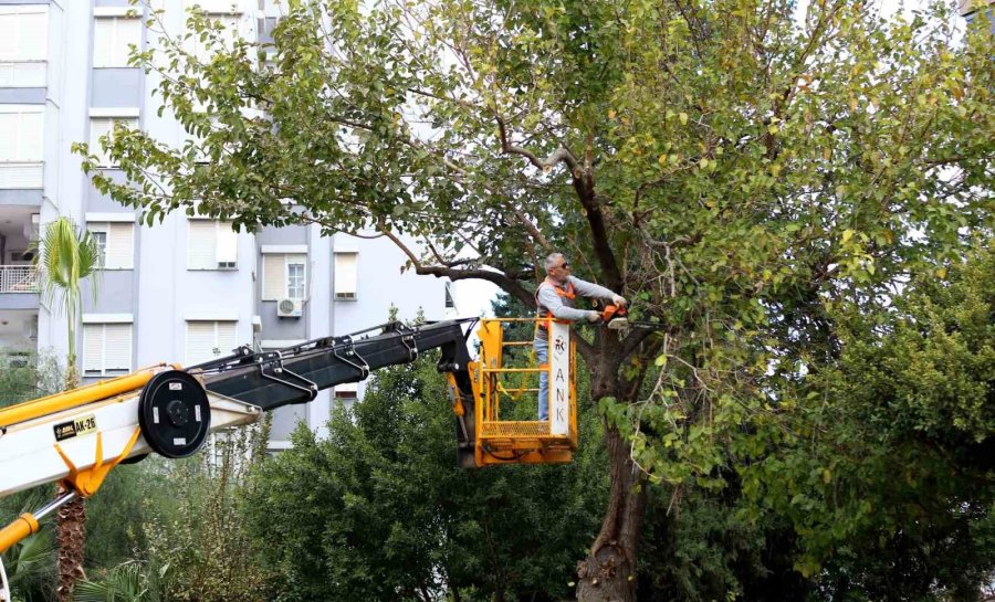 Kepez’de Ağaçları Kış Ve Bahar Mevsimine Hazırlanıyor