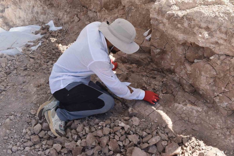 7,5 Milyon Yıllık Fosil Kazıları Dünya Paleontoloji Tarihine Işık Tutuyor